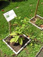 Phytolacca, Phutolacca americana (Lyon, Parc de la Tete d'or, 2012)(5)